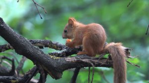 Бельчонок ест морковку. Зарисовка