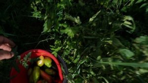 Огородники сойдут с ума ПОМИДОРЫ ИЗ СИБИРИ БЕЗ ТЕПЛИЦЫ И УДОБРЕНИЙ хвастаюсь результатом