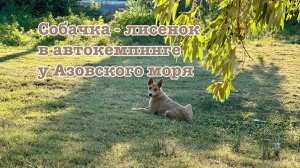 Разговор с собакой - лисенком в автокемпинге у Азовского моря