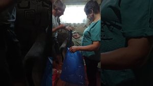 16-08-2025 Бройлеры на продажу