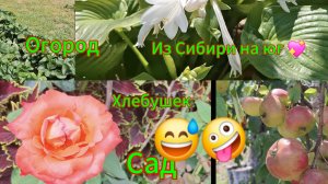 Переезд из Сибири на юг/ Купили дом на юге/  Мойка работает/ Хлебушек отличный/  Обработка огорода/