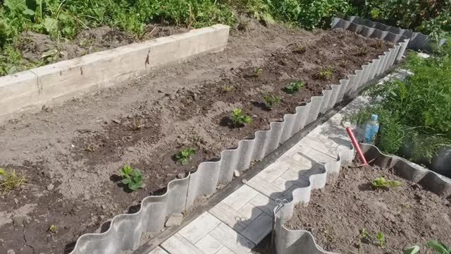 ОСЕННЯЯ ОБРЕЗКА КЛУБНИКИ / Готовимся к зиме / Рассказываю о своих ошибках смотреть онлайн