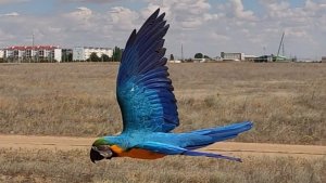 Свободный полёт попугай сине-желтый ара Руня фрифлай