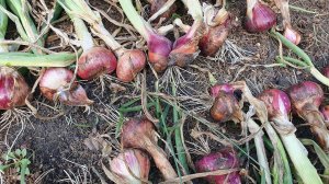 БЕЗОБРАЗИЕ!!! ЧТО ВЫРОСЛО ВМЕСТО ЯЛТИНСКОГО ЛУКА?!