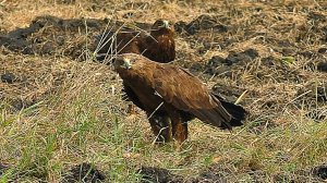 Большой подорлик на приваде