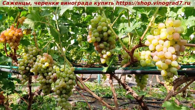 Виноград 3.08.2025- РУБИНОВАЯ КАПЛЯ. Ранняя форма винограда, вкус очень хороший, урожайность супер. смотреть онлайн