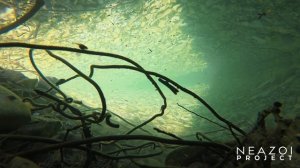 ✅ Обитатели реки Джанхот