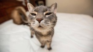 Видео со смешными коты и собаки 1 ЧАС