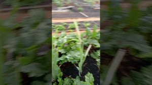 Обзор огорода на 16 августа 2025 года.