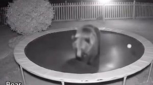 Медведь на батуте