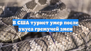 В США турист умер после укуса гремучей змеи