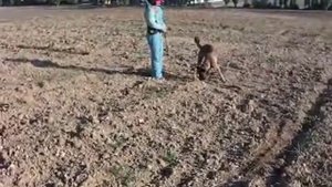 Начальный этап обучения следовой работе. Уроки от Команды Азарт