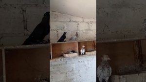 В гостях у голубевода 16.08.2025