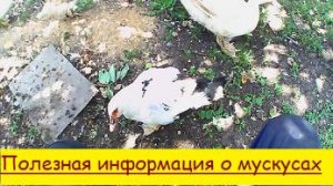 Полезная информация о мускусах