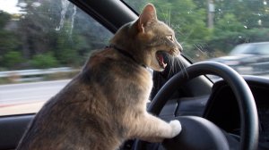 ПРИКОЛЫ С ЖИВОТНЫМИ ДО СЛЕЗ #140 Смешные КОТЫ И СОБАКИ Приколы