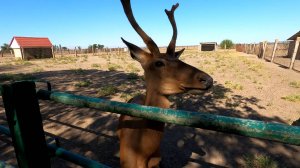 Зоопарк биосферного заповедника "Аскания-Нова".