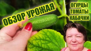 🌱 Урожай на подходе огурцы, томаты и кабачки — что случилось 🌱