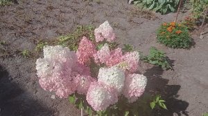 16 августа 2025 г