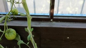 Теплица со стеклом Ботаник ( полный фарш)