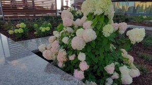 Гортензии и другие