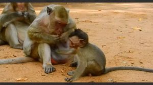 Плохой день для baby monkey Polino...   1000029229.mp4