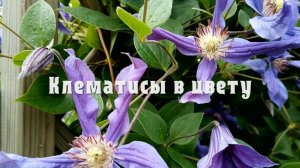 Клематисы в цвету