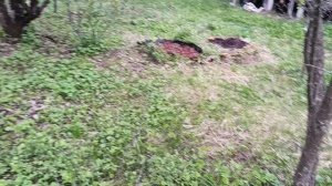 Начинающий садовод-огородник. 18 мая. Тыква и розы