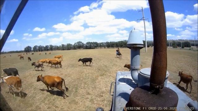 Всадник без мозгов.