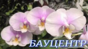 №1108/ СВЕЖИЕ красивые ОРХИДЕИ в БАУЦЕНТРЕ