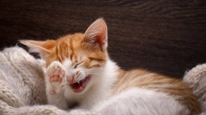 ПРИКОЛЫ С ЖИВОТНЫМИ ДО СЛЕЗ #139 Смешные КОТЫ И СОБАКИ Приколы