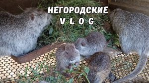 Травы наелись, теперь бы каши! Илья дразнит Тумана. 12.08.25