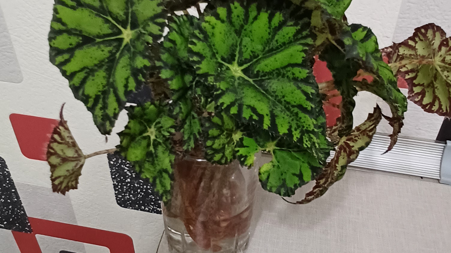 Переукоренение бегонии. Размножение бегонии декоративно-лиственной. смотреть онлайн