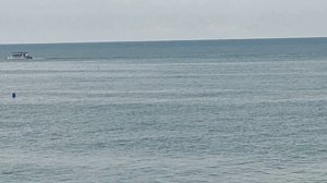 Дельфин у берегов Адлера