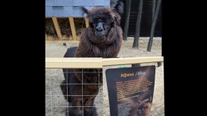 Какие бывают альпаки