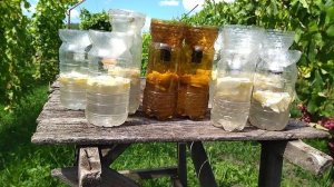 Борьба с осой.