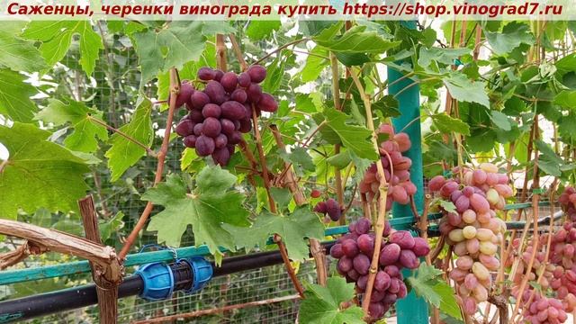 Виноград 3.08.2025- Велюр. Раннего срока созревания с красивым цветом ягод и средней силой роста. смотреть онлайн