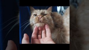 это просто мои котяшки, НЕ про кукол совсем