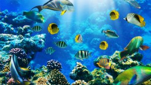 Нежный и крепкий СОН, глубокий релакс и успокоение нервной системы..