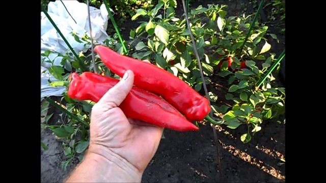 Жгучий красный перец для открытого грунта