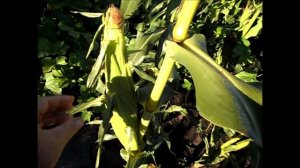 Как отобрать початок кукурузы на семена