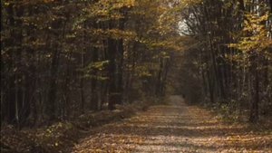 УЛЕТЕЛИ ЛИСТЬЯ🍁💞🍁. Слушать в наушниках 🎧.