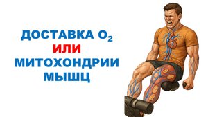 Ограничения нетренированных и тренированных людей / Обзор научного эксперимента