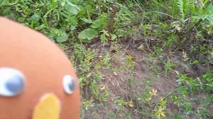 № 16. Колобок Игорь и лягушка.