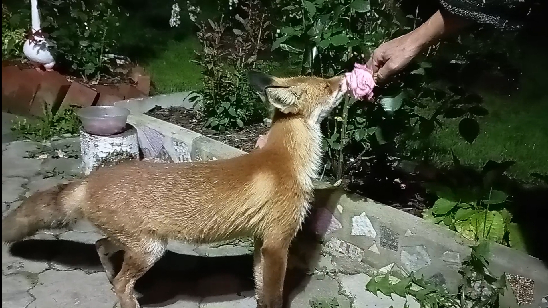 (1091) Лиса приходит в гости. Август 2025