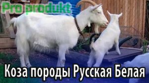 Коза породы Русская Белая