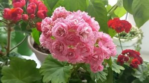 Наращивание цветоносов на Пеларгонии