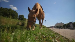 Дмитров Жара  Гуляем