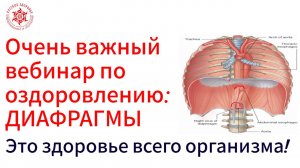 Очень важный вебинар по оздоровлению: Диафрагмы. Это здоровье всего организма!