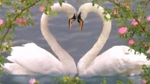 05 Подражайте лебедям.