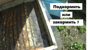 Подкармливать или закармливать пчёл 15 августа .